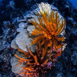 ©-Sylvie-Ayer-Indonesia-Raja-Ampat-Coral