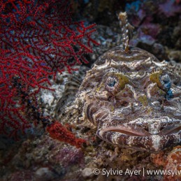 ©-Sylvie-Ayer-Indonesia-Raja-Ampat-crocodile-flathead-Cymbacephalus-beauforti