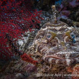 ©-Sylvie-Ayer-Indonesia-Raja-Ampat-crocodile-flathead-Cymbacephalus-beauforti