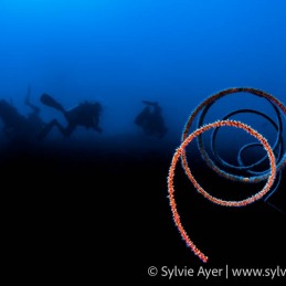 ©-Sylvie-Ayer-Indonesia-Raja-Ampat-whip-coral