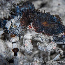 ©-Sylvie-Ayer-Indonesia-RajaAmapt-corallimorph-decorator-crab-Cyclocoeloma-tuberculata