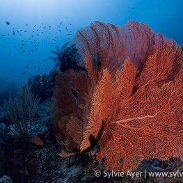 ©-Sylvie-Ayer-Indonesia-Raja-Ampat-gorgone