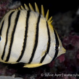 ©-Sylvie-Ayer-Indonesia-RajaAmapteight-banded-butterflyfish-Chaetodon-octofasciatus