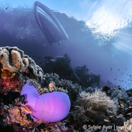 ©-Sylvie-Ayer-Indonesia-Raja-Ampat-Anemone-fish-and-boat