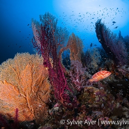 ©-Sylvie-Ayer-Raja-Amapt-Corals