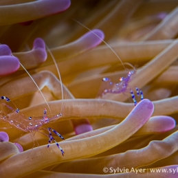 ©-Sylvie-Ayer-indonéesie-raja-ampat-bubble-coral-shrimp