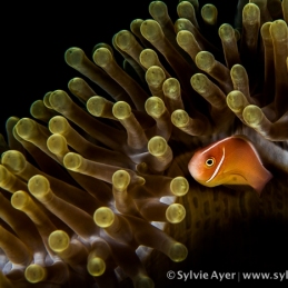 ©-Sylvie-Ayer-indonesie-raja-ampat-pink-anemone-fish