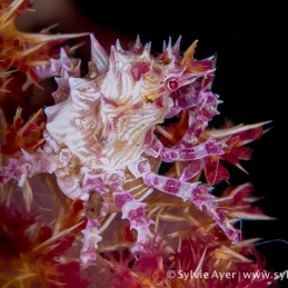 ©-Sylvie-Ayer-indonéesie-raja-ampat-soft-coral-crab