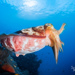 ©-Sylvie-Ayer-indonesie-raja-ampat-cuttlefish