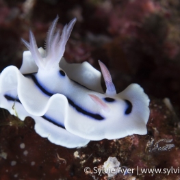 ©-sylvie-ayer-indonesia-raja-ampat-Chromodoris-lochi-2