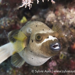 ©-sylvie-ayer-indonesia-raja-ampat-Masked-Puffer-Arothron-diadematus