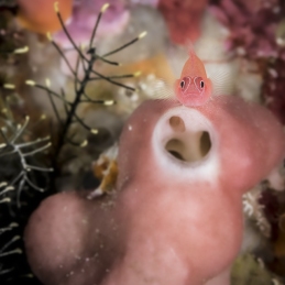 ©-sylvie-ayer-indonesia-raja-ampat-fish