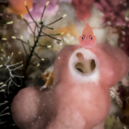 ©-sylvie-ayer-indonesia-raja-ampat-fish