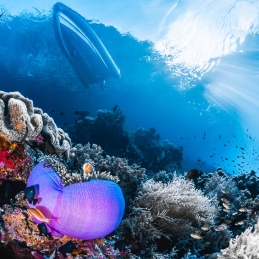 @-Sylvie-Ayer-Indonesia-raja-ampat-anemone-fish