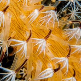 @-Sylvie-Ayer-Indonesia-raja-ampat-coral