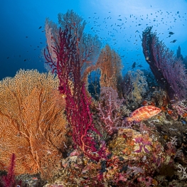 1_@-Sylvie-Ayer-Indonesia-raja-ampat-corals