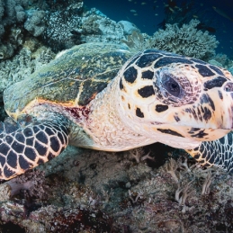 1_@-Sylvie-Ayer-Indonesia-raja-ampat-hawksbil-turtle