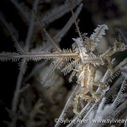 ©-sylvie-ayer-indonesia-raja-ampat-shrimp