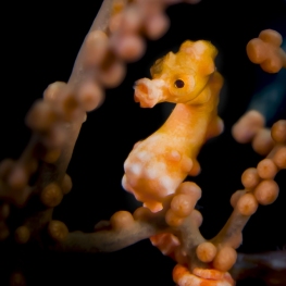©-Sylvie-Ayer-Indonesia-Raja-Ampat-seahorse