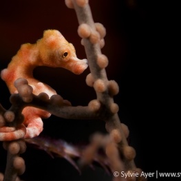 ©-Sylvie-Ayer-Indonesia-Raja-Ampat-seahorse