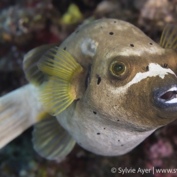 ©-sylvie-ayer-indonesia-raja-ampat-Masked-Puffer-Arothron-diadematus-2