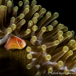 ©-Sylvie-Ayer-indonéesie-raja-ampat-pink-anemone-fish