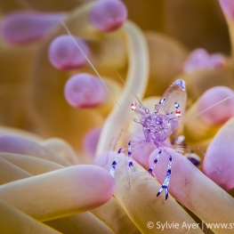 ©-Sylvie-Ayer-Raja-Amapt-Sarasvati-anemone-shrimp