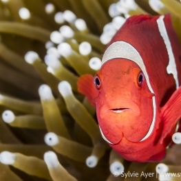 2016-04-09_Nudi-Rock-Raja-Ampat-Indonesia-66-NEF_DxO_DeepPRIME
