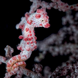 ©-sylvie-ayer-indonesia-raja-ampat-Pygmy-seahorse-Hippocampus-bargibanti