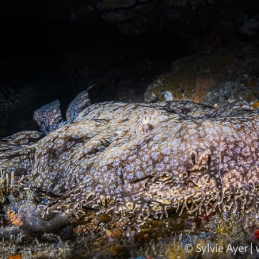 ©-Sylvie-Ayer-indonéesie-raja-ampat-tassled-wobbegong-Eucrossorhinus-dasypogon