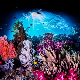 @-Sylvie-Ayer-Indonesia-raja-ampat-corals