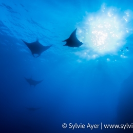 ©-Sylvie-Ayer-Mexico-Revillagigedo-Mobula-birostris