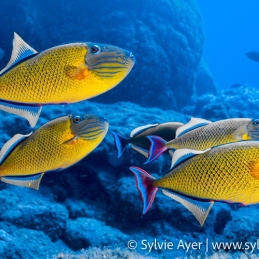 ©-Sylvie-Ayer-Mexico-Revillagigedo-Redtail-triggerfish-Xanthichthys-mento