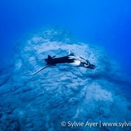 ©-Sylvie-Ayer-Mexico-Revillagigedo-oceanic-manta