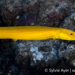 ©-Sylvie-Ayer-Mexico-Revillagigedo-trumpetfish-Aulostomus-chinensis