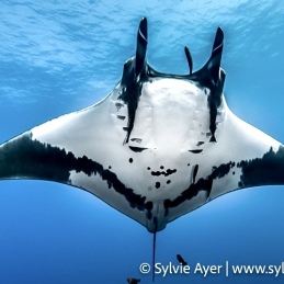 ©-Sylvie-Ayer-Mexico-Revilligigedo-The-Boiler-oceanic-manta-ray-Manta-birostris