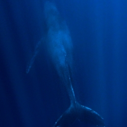 ©-Sylvie-Ayer-Mexico-Revilligigedo-humpack-whale