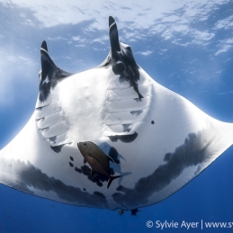 ©-Sylvie-Ayer-Oceanic-Manta-Rey-Socorro-Mexico