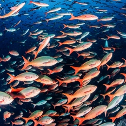 ©-Sylvie-Ayer-mexico-socorro-creole-fishes