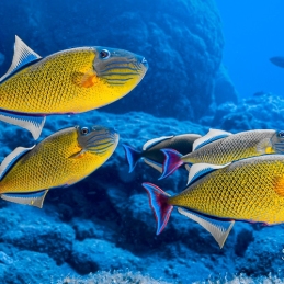 ©-Sylvie-Ayer-mexico-socorro-fishes