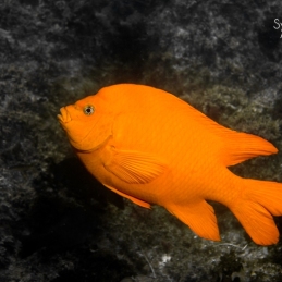 ©-Sylvie-Ayer-mexico-socorro-garibaldi-damsel