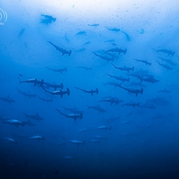 ©-Sylvie-Ayer-mexico-socorro-hammerhead-sharlks-6