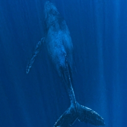 ©-Sylvie-Ayer-mexico-socorro-humpack-whale-