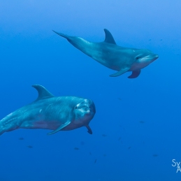©-Sylvie-Ayer-mexico-socorro-oceanic-dolphins