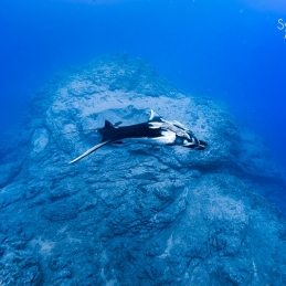 ©-Sylvie-Ayer-mexico-socorro-oceanic-manty-ray