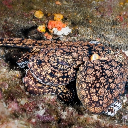 ©-Sylvie-Ayer-mexico-socorro-octopus