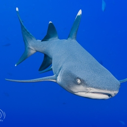 ©-Sylvie-Ayer-mexico-socorro-whitetip-shark