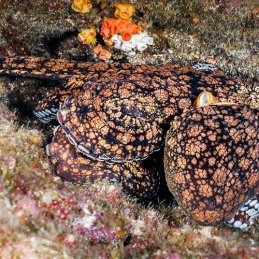 ©-Sylvie-Ayer-revilligigedo-islands-mexico-Common-octopus-octopus-vulgaris