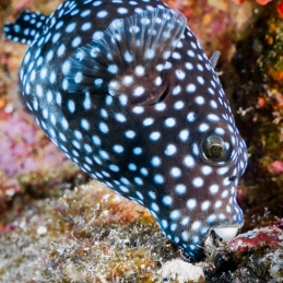 ©-Sylvie-Ayer-revilligigedo-islands-mexico-Guineafowl-Puffer-Arothron-meleagris