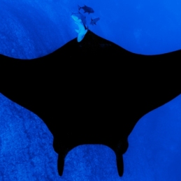 ©-Sylvie-Ayer-revilligigedo-islands-mexico-oceanic-manta